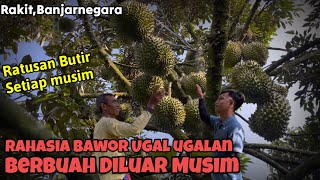 Rahasia Perawatan Murah Dan Sederhana Durian Bawor Berbuah Ugal Ugalan Diluar Musim‼️ [upl. by Gary42]