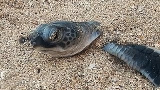 Black turtle hatchling emerges from its nest for the first time [upl. by Annaet]