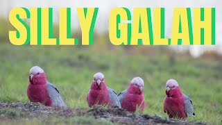 The Galah  australia birds wildlife [upl. by Azral425]