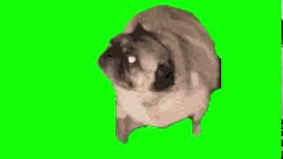 🐶 Pug dog dancing green screen  Perro bailando pantalla verde [upl. by Hadden]