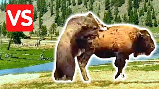 Bear Vs Bison In Incredible Battle [upl. by Redvers10]