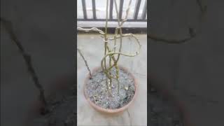 BONSAI APPLE highlights tutorialsvideo bonsailovers gardening plantslover plantita plantito [upl. by Bille590]