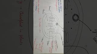 Chloroplast neet 11thbiology ncert chloroplast [upl. by Gates]