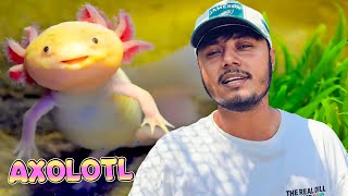 পৃথিবীর সবচেয়ে রহস্যময় প্রাণী এনেছি আমি Axolotl 😍 [upl. by Elocaj694]