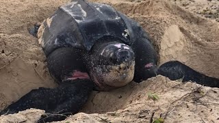 🇩🇴🐢 Tortuga tinglar de más de 300 libras pone sus huevos en la playa Rincón Las Galeras Samaná [upl. by Atiken]