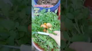 THU HOẠCH CÀ CHUA amp RAU CẦN NƯỚC  HARVEST TOMATOES amp WATER CELERY  OENANTHE JAVANICA [upl. by Grania261]