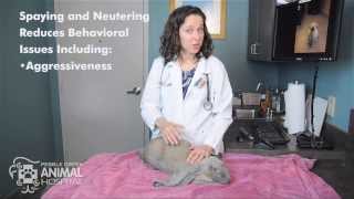 Ask A Vet Why should I have my rabbit spayed or neutered [upl. by Hartmunn]