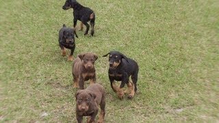 Doberman Pinscher Puppies Dogs For Sale In Jacksonville Florida FL 19Breeders Orlando [upl. by Yenohtna]