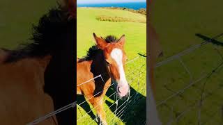 Beautiful Foal in Lundy Island 🏝️ shorts uk britain greatbritain horse island travel [upl. by Attayek]