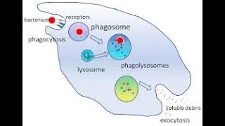 Innate immunity  Phagocytosis process  NK cells [upl. by Aikrahs]