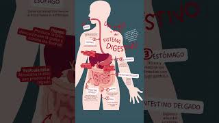 Órganos del sistema digestivo [upl. by Sheena]