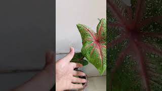 Caladium plant ☘️plants houseplants indoorplants greenlove nature [upl. by Assilam27]