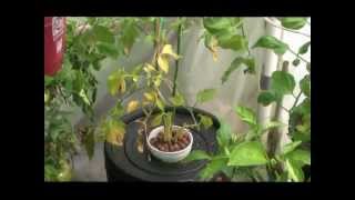 Compost Tea Hydroponics Part 2 [upl. by Esineg]