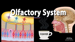 Olfactory System Anatomy and Physiology Pathways Animation [upl. by Galatia776]