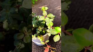 Peperomia Verticillata Plant Enjoying Sun Light [upl. by Garretson]