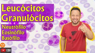 Leucócitos Granulócitos  Neutrófilo  Eosinófilo  Basófilo  Sangue  Tecido Sanguíneo [upl. by Davy520]