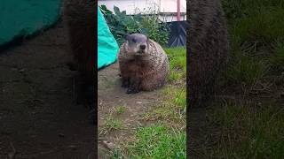 Sparkle The Cutie Pie Up Close And Adorable groundhog cute adorable cutie upclose zoomout [upl. by Hcurob254]