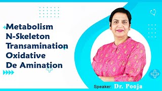 Metabolism NSkeleton Transamination Oxidative amp De Amination By Dr Pooja For MBBS 1st Proff [upl. by Lashoh]