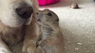 Baby prairie dog groom his dog friend [upl. by Eilagam]