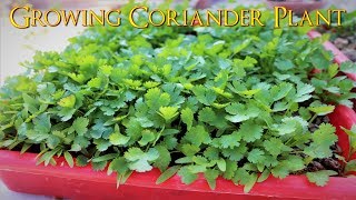 How To Grow Coriander Plant Very Easily At Your Home [upl. by Mahalia]