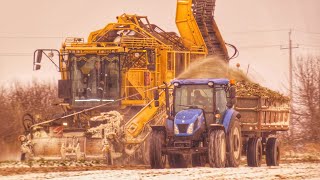 ❆Zimowy zbiór buraków cukrowych amp odbiór liści śnieżne manewry ❆Agrotechnika Pieprzyk amp Spółka [upl. by Mihsah]