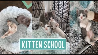 Kitten School  Lunch and Chill Time [upl. by Magner]