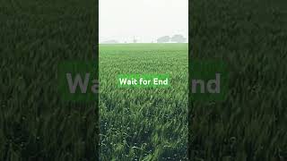 DBW 303 wheat wheat khetibadi [upl. by Eseekram]