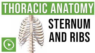 Thoracic Anatomy Complete Guide to Skeleton Sternum amp Ribs  Lecturio Medical [upl. by Hinze313]