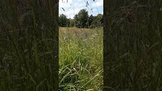 Beautiful Saltash Meadow [upl. by Ibur]