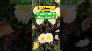 😳Beautiful Flower Farm at Jigani in Bangalore 🌼🌸farming flowers bangalore [upl. by Chassin]