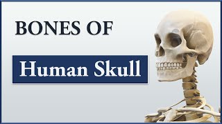 Bones of Skull  Cranial bones Facial Bones and Cranial Sutures Human Skeletal System 3D Animation [upl. by Lybis]