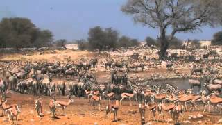 Namibia safari highlights Skeleton Coast Namib Naukluft and Etosha National park [upl. by Haig264]