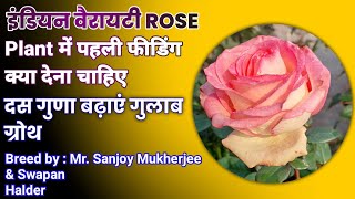 इंडियन वैरायटी ROSE Plant में पहली NPK फीडिंग क्या देना चाहिए [upl. by Angelique]