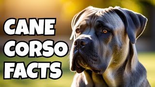 10 Fascinating Facts About Cane Corso [upl. by Chery570]