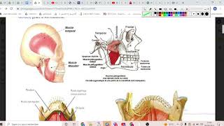 UE2 Physiologie Digestive 2 بالعربية  Phase BuccoOesophagienne  Partie 1 Mastication [upl. by Limaa]