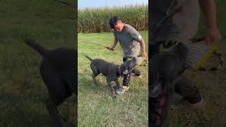 Cane Corso bite training dogtraining canecorso [upl. by Atinej]