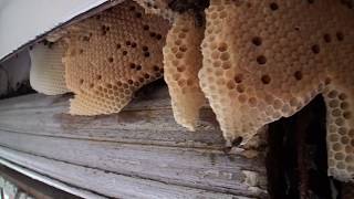 Abeilles Déloger une colonie installée dans un coffre de volet [upl. by Cyb635]