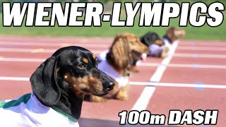 The 100m Dachshund Dash  Wiener Dog Race [upl. by Nemhauser146]