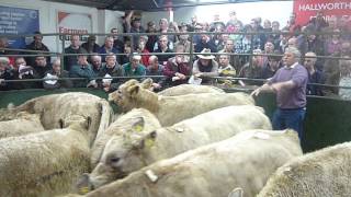 Hallworthy Stockyard  First Suckled Calf Sale  Tuesday 23 October 2012 [upl. by Eelahs647]