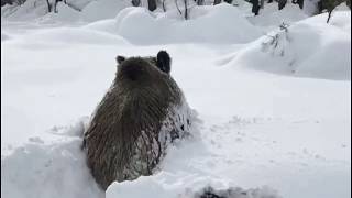 Chancho Jabali en la Ruta Chubut [upl. by Opal]