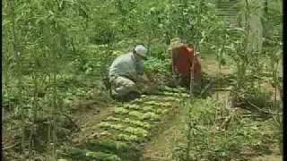 Hortas comunitárias urbanas  Dia de Campo na TV [upl. by Werra568]