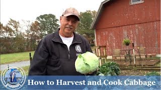 How to Harvest Cabbage and Cook Cabbage [upl. by Bourn]