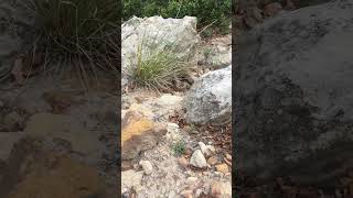 Rattle snake sound on danger noodle central Colorado Watch your feet [upl. by Idnak674]