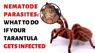 Nematode Parasites What To Do If Your Tarantula Gets Infected [upl. by Yelyab]