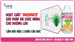 APN  HOẠT CHẤT PHOSPHITE GIẢI PHÁP ĐA CÔNG DỤNG CHO RUỘNG LÚA [upl. by Oniger]