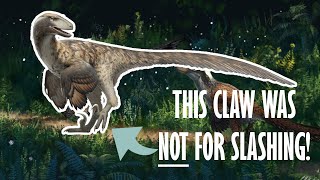 Everything you need to know about Raptors [upl. by Jea]