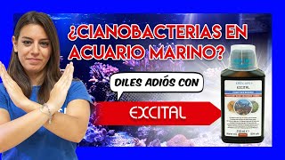 Elimina la CIANOBACTERIA en el ACUARIO MARINO con EXCITAL [upl. by Lav]