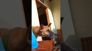 highlights youtube doglover dog best friends subscribemychannel [upl. by Naujyt]