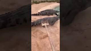 chasing alligators with shovel [upl. by Ltney]