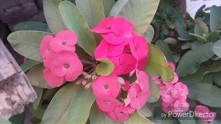 No154 Care tips for Euphorbia milii Crown of thronewinter flower plant Hindi Urdu [upl. by Eudosia27]